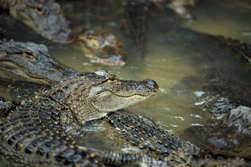 Alligator congregation swarm hungry waiting