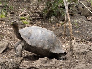 Obraz premium Galapagos Giant Tortoise, Chelonoidis chathamensis in the stony terrain of the center, Centro de Crianza de Tortugas, San Cristobal, Glapagos, Ecuador