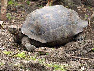 Galapagos Giant Tortoise, Chelonoidis chathamensis in the stony terrain of the center, Centro de Crianza de Tortugas, San Cristobal, Glapagos, Ecuador