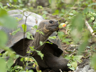 Galapagos Giant Tortoise, Chelonoidis chathamensis in the stony terrain of the center, Centro de Crianza de Tortugas, San Cristobal, Glapagos, Ecuador