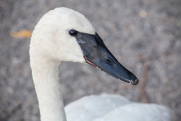 Close up headshot of Trumpeter Swan