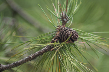 Close up of pine cone and needles