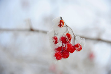 Red viburnum in the snow after a snowfall. Kalina covered with snow