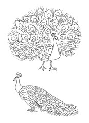 Fototapeta na wymiar Peacock in outlines - vector illustration