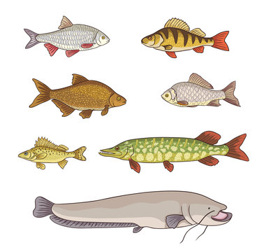 Freshwater fish - vector illustration