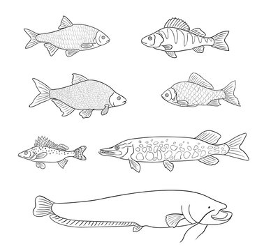 Freshwater fish in outlines - vector illustration