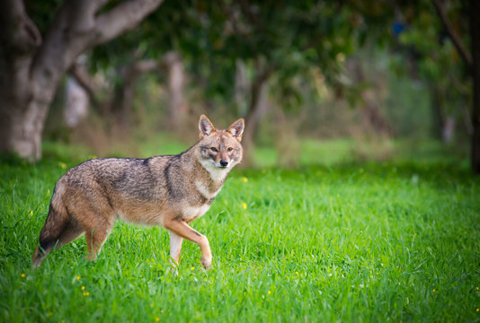 Black backed jackal staring towards the camera in the middle of national park of Israel