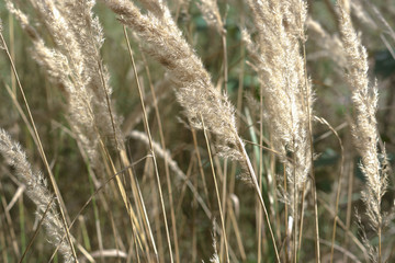 Obraz premium golden beautyful of grassy fall. much-branced inflorescence of the wood small-reed