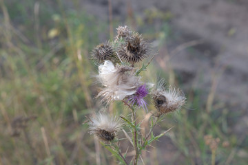 Mature Thistle, crumbles to fluff. profuse flowering with many flowers. Autumn changes