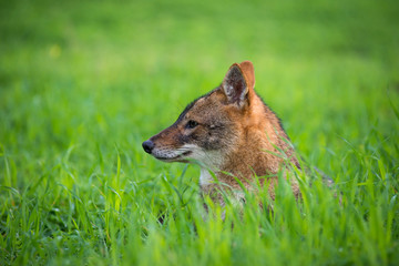 Black backed jackal lies on the grass the middle of national park of Israel