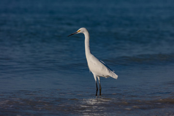 Snowy Egret, Egretta thula, standing in water, portrait from site