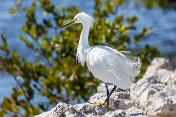 Snowy Egret, Egretta thula, standing on rockes, background a pond