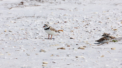 Snowy plover (Charadrius nivosus) standing on the beach, Florida, USA