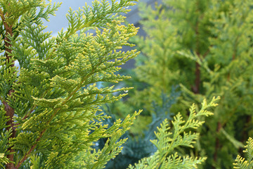 Lawson Cypress tree with water drops background, Lawson Cypress Tree wallpaper, Chamaecyparis lawsonian desktop wallpaper. Evergreen conifer, close up.