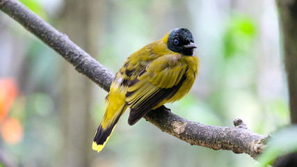 Black-headed bulbul look back while hang on tree branch, yellow bird with black head found in forests in south-eastern Asia