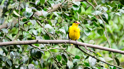 Eurasian Golden Oriole (Oriolus oriolus) the oriole family of passerine bird front side hang on the tree branch.
