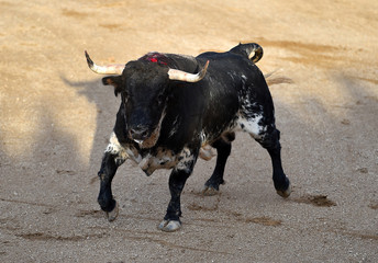 bull in spain