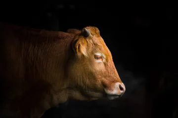 Zelfklevend Fotobehang koe © Marc Andreu