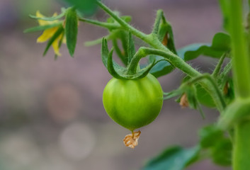 Green tomatoes on a branch in a summer garden.