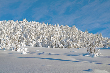 Heavy snow in trees, telemark, norway