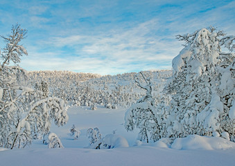 Untouched nature, telemark, norway