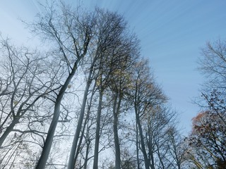 Bare trees in winter in Belgium.
