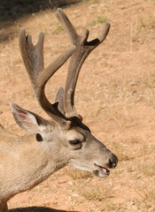 closeup of a Californian Black-tailed buck