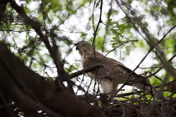 Bird of prey looking at the camera