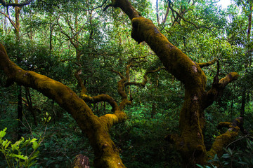 Mossy trees in a tropical forest