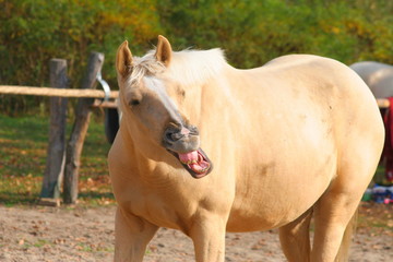 horse "laughs", flemming