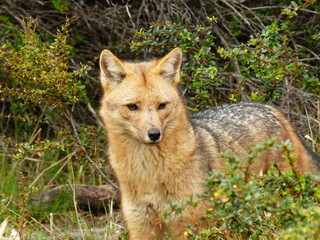 Fox culpeo in the national park Torres del Paine - Chile