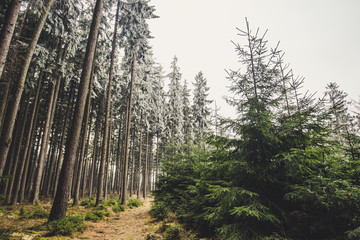 Naklejka premium weather in the forest undecided 