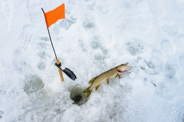 Just caught pike by tip-up tackle , snow winter fishing