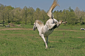 white horse kicks