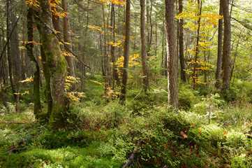beautiful green forest with sunlight
