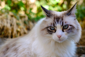 Jolie chat blanc gris, avec les yeux bleus, gros plan.
