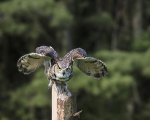 Great Horned Owl