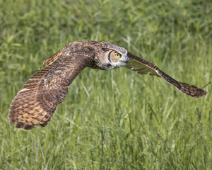 Great Horned Owl