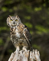 Great Horned Owl