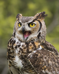 Great Horned Owl