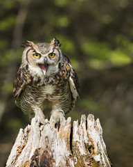 Great Horned Owl