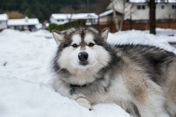 husky in the snow