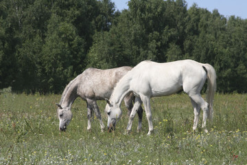 Obraz na płótnie Canvas Thoroughbred Arabian horses graze