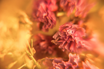 Blur wedding background with  flowers in macro. Floral abstract photography. Soft romantic pattern.