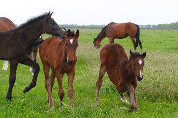 foals communicate