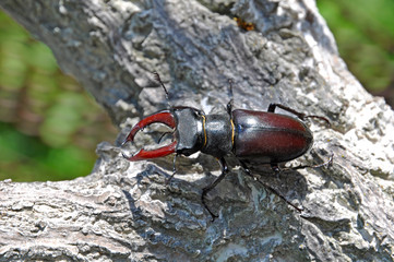 Beetle deer ( Lucanus cervus)