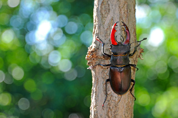 Beetle deer ( Lucanus cervus)