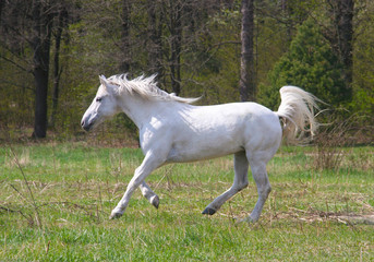 Obraz na płótnie Canvas WHITE HORSE is galloping