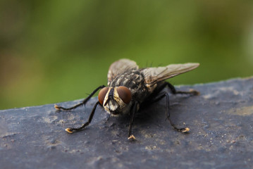 Fly