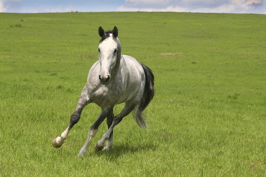 the horse runs trotting